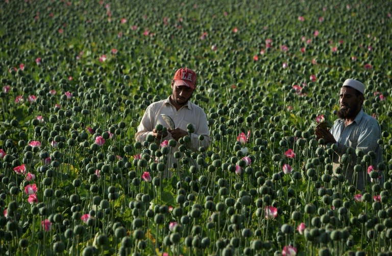 The Taliban profits from the illegal drug trade by taxing poppy farmers and traffickers across the war-torn country