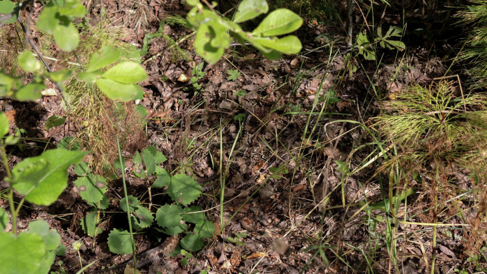 Camouflaged viper hides in the fallen leaves on the forest floor.