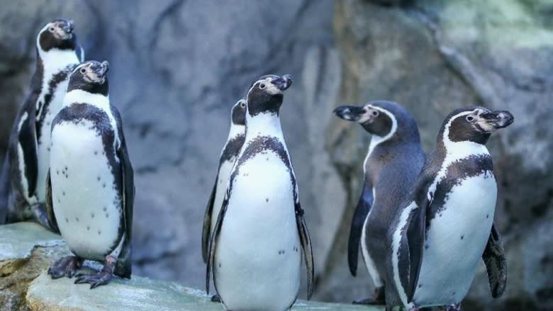 Drowning of 7 penguins at Calgary Zoo remains a mystery