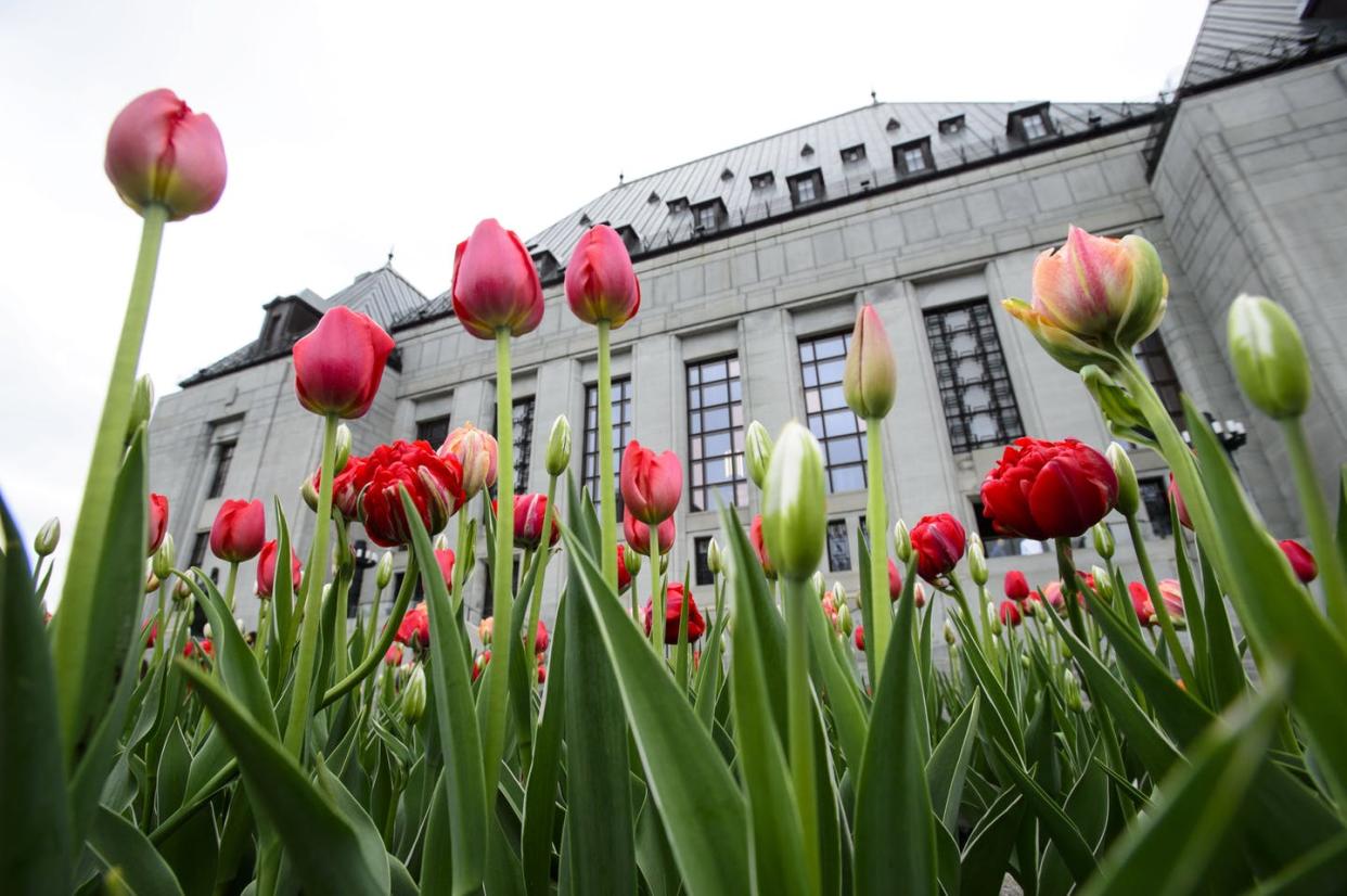 <span class="caption">Tulips bloom outside the Supreme Court of Canada in Ottawa.</span> <span class="attribution"><span class="source">THE CANADIAN PRESS/Sean Kilpatrick </span></span>