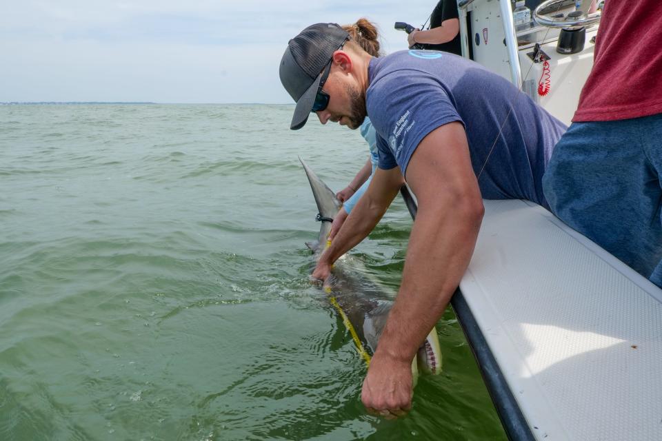 Ryan Knotek, an associate research scientist with the New England Aquarium, measures a shark as part of his research. He investigates impacts of fisheries interactions, offshore wind and climate change on sharks.