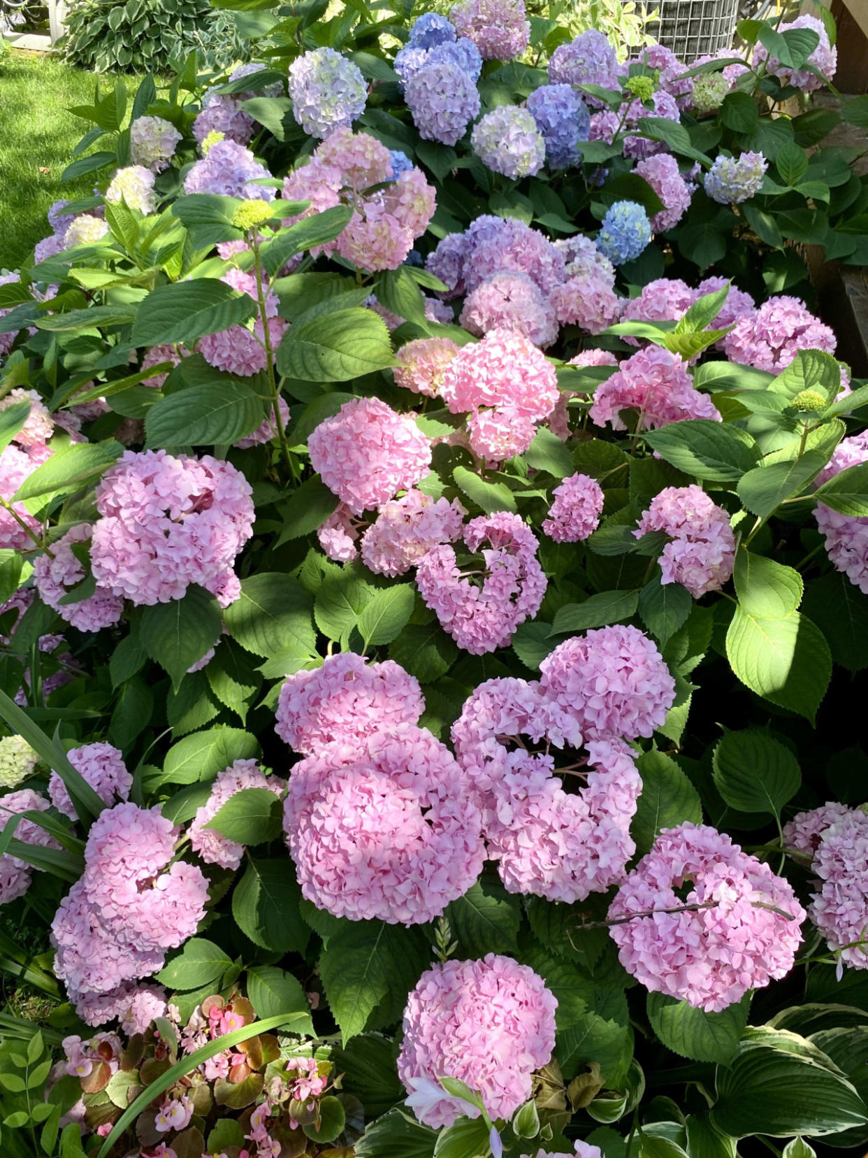 Five plants that are happy when it rains