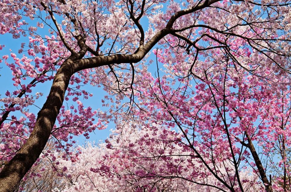 14) US cherry blossom trees date back to 1912.