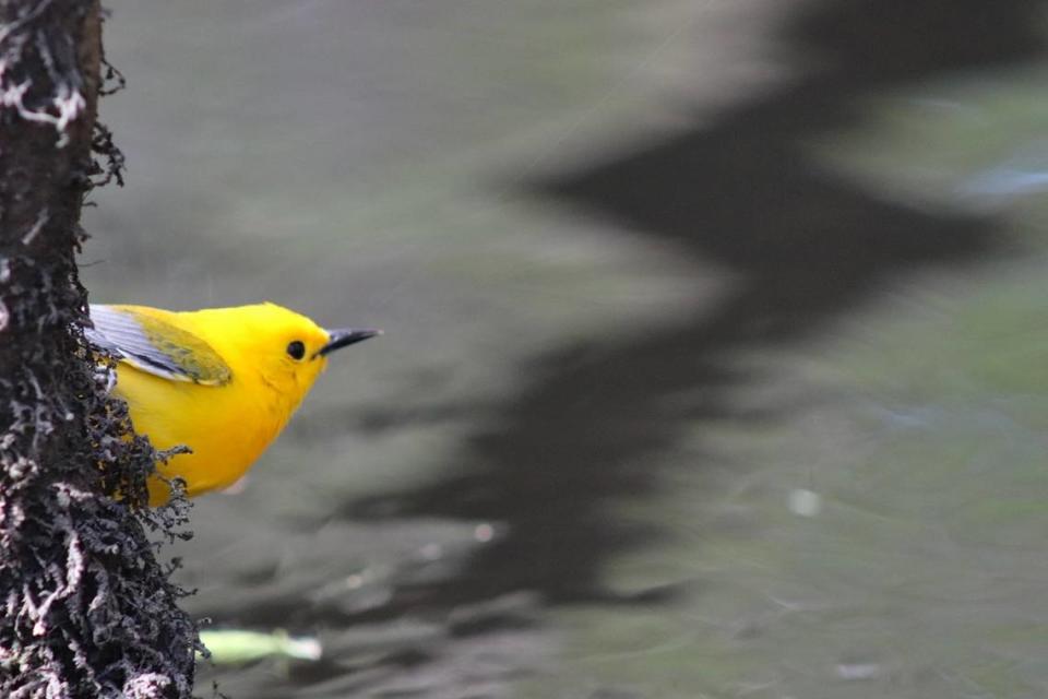 A vibrant and playful prothonotary warbler darts in and out among the trees of the flooded forest along Bates Old River near Congaree National Park. This striking migratory songbird noisily makes its presence known in the spring swamp and is delightfully challenging to photograph.