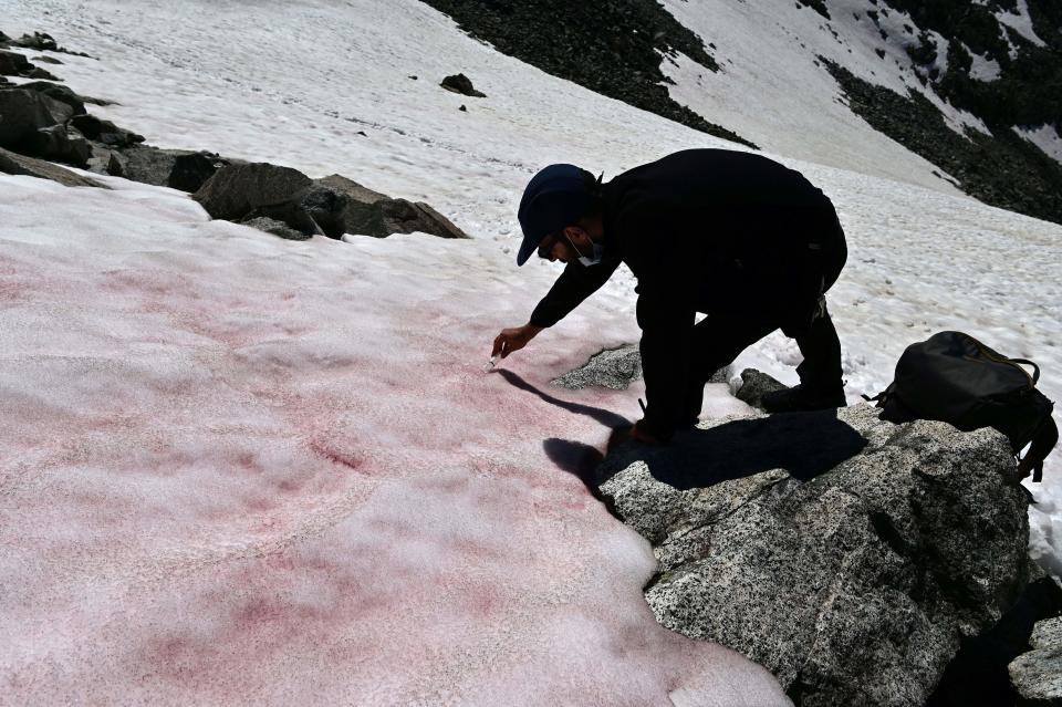 Biagio di Maio, researcher at CNR takes samples of pink coloured snow. Source: Getty