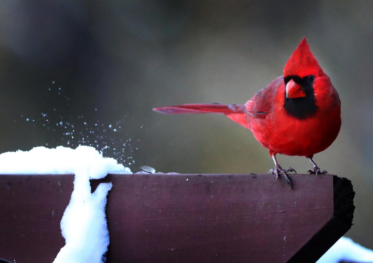 A northern cardinal clips a pile of snow with his tail feathers and scopes out the bird feeders at the Wilderness Station in Barfield Crescent Park In Murfreesboro, Tennessee, on Jan. 7, 2022.