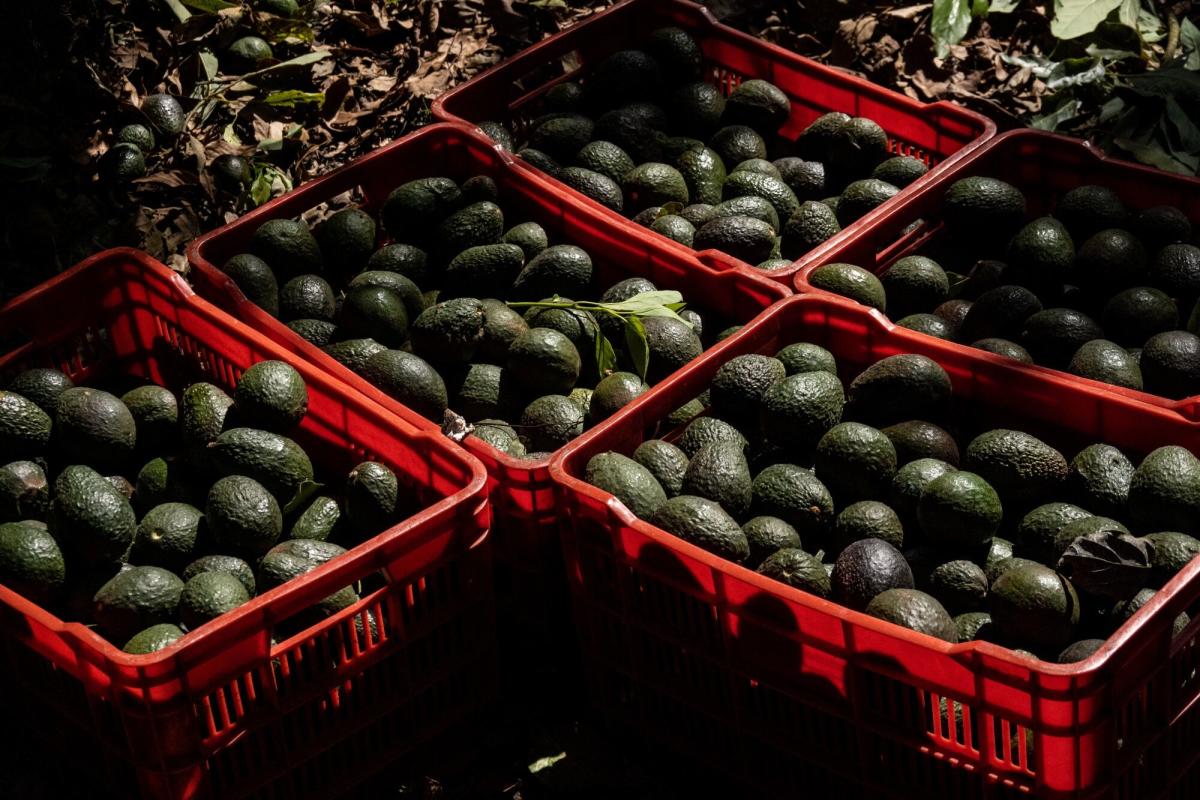 US stops some avocado shipments from Mexico over security concerns