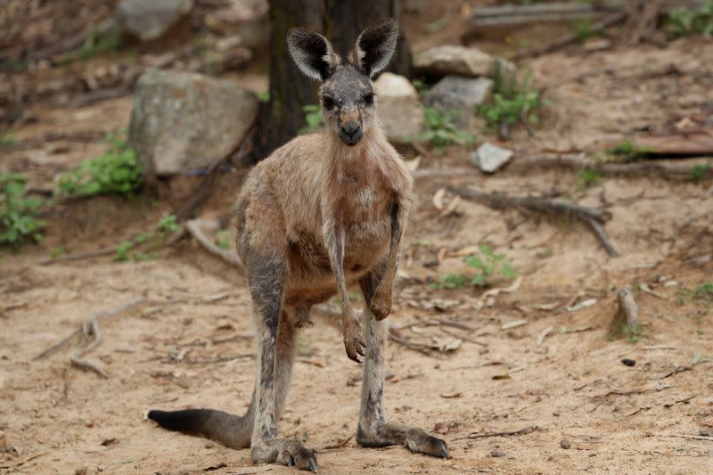 The Wider Image: At home with couple who saved baby kangaroos from the fires