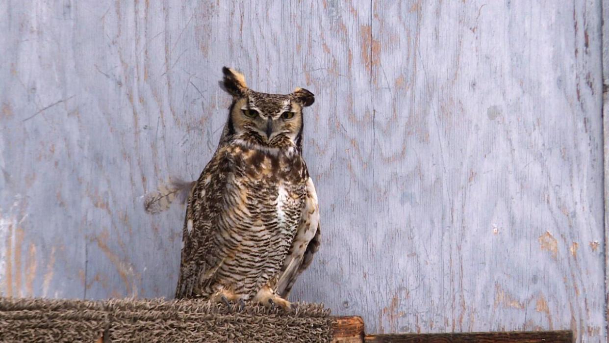 A great horned owl currently being rehabilitated at the Alberta Institute for Wildlife Conservation. (Dave Gilson/CBC - image credit)