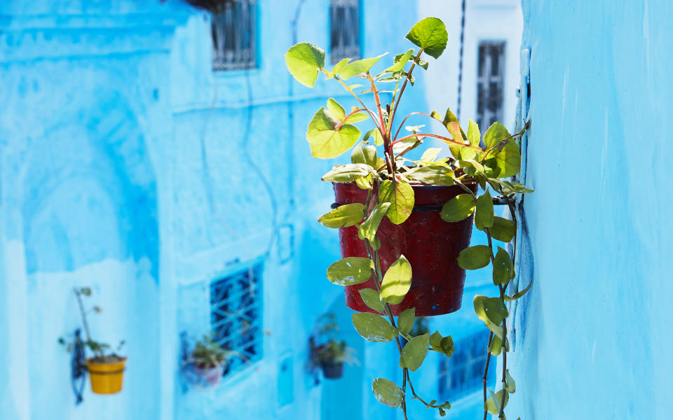 <p>Potted plants hang on the walls of Chefchaouen, accenting the city’s vibrant blue walls.</p>