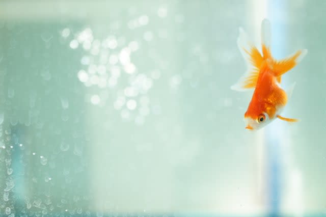 Goldfish