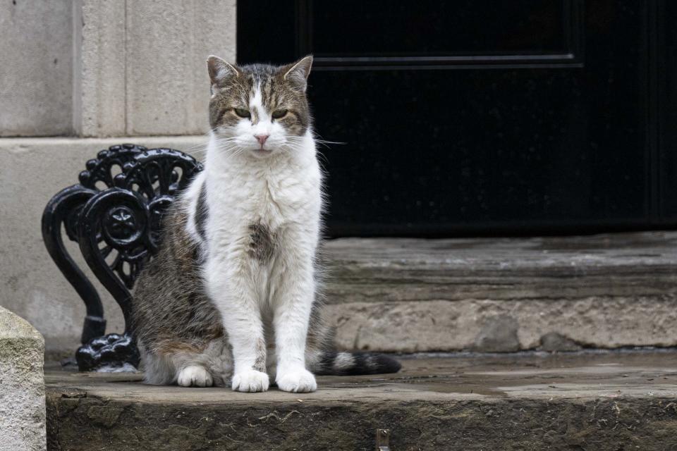 Larry the Cat is seen as the weekly cabinet meeting at 10 Downing Street continues in London, United Kingdom