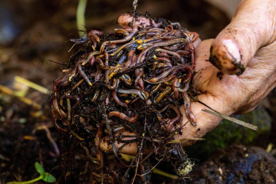 Owner Peter Fedele grabs a fist full of earth worms at his property, Lion Fruit Farms, in Homestead, Florida, on Wednesday, November 8, 2023.