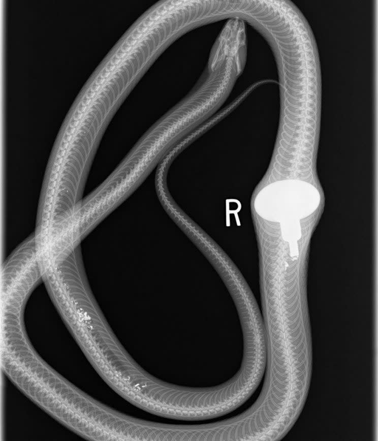 X-Ray showing the door knob. See SWNS story SWKNOB; The western rat snake used to catch rodents outside a family's chicken coup in their garden in Ballwin, Missouri. They placed a old white door knob on the ground as a ''dummy egg'' to encourage hens to lay. But they were stunned when the found the snake sprawled out on the ground with an enormous bump in his stomach. Incredible x-rays taken by vets show the white outline of the doorknob lodged half-way down his long body. Surgeons have now operated on the snake - nicknamed ''doorknob'' - and returned him to the wild to carry on catching rats. Kim Rutledge from the Wildlife Rescue Centre in Ballwin, Missouri, said: ''The family would 'employ' him to catch rodents from their chicken coup. ''A doorknob was used as a kind of dummy egg to help him to stay.''