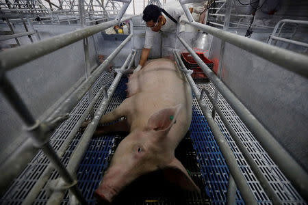 FILE PHOTO: A veterinarian checks a sow after she gave birth in a production module at the pig farm Granjas Carrol de Mexico (GCM), in Cuyoaco, Puebla state, Mexico August 4, 2017. Picture taken August 4, 2017. REUTERS/Edgard Garrido/File Photo