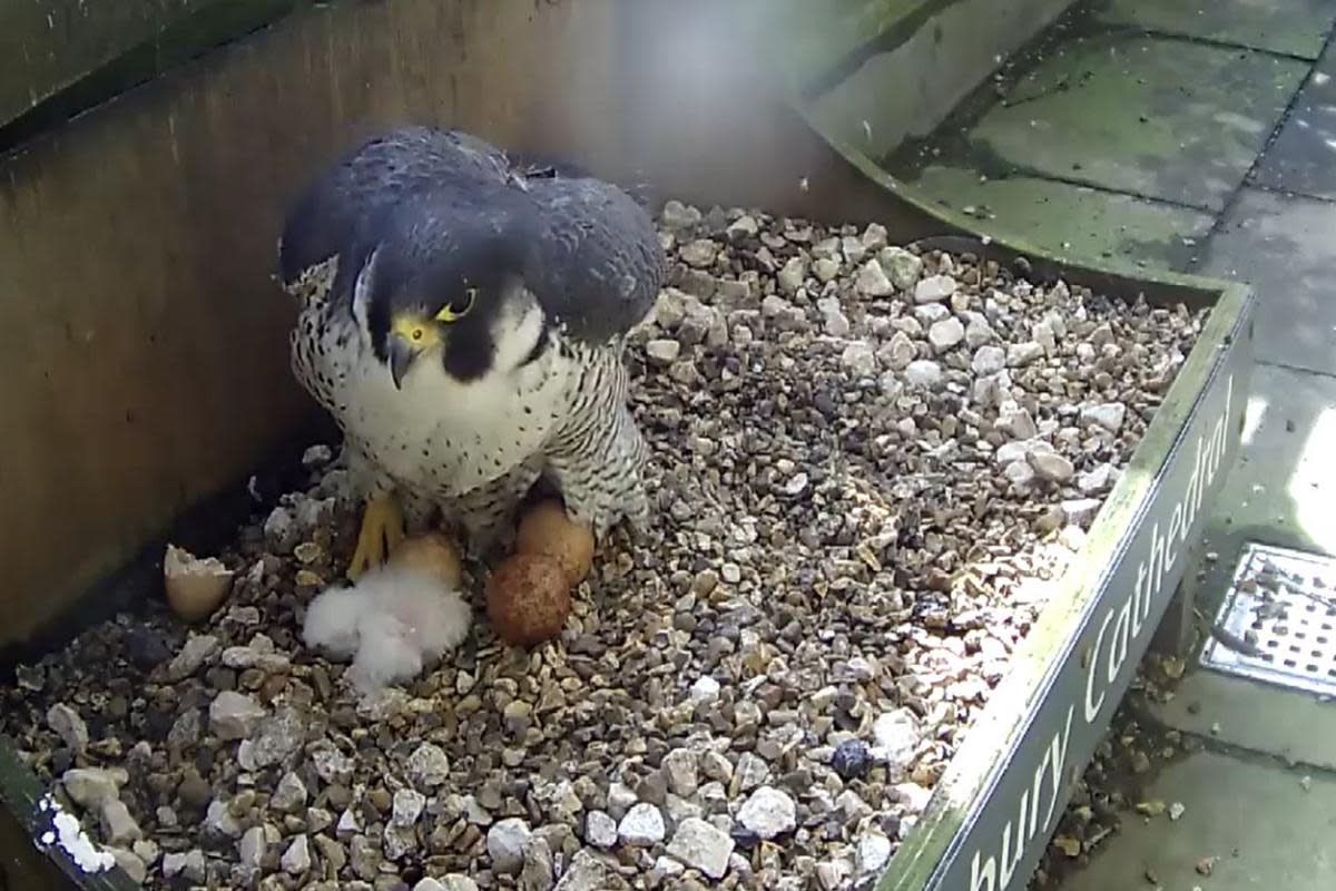 Salisbury Cathedral’s first two peregrine falcon chicks of 2024 have hatched <i>(Image: Salisbury Cathedral)</i>