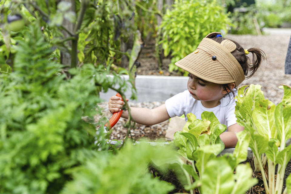 This photo released by The New York Botanical Garden shows schoolchildren learning about growing food in the garden’s 3-acre Edible Academy. (The New York Botanical Garden via AP)