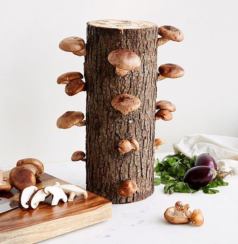 <p><a href="https://go.redirectingat.com?id=74968X1596630&url=https%3A%2F%2Fwww.uncommongoods.com%2Fproduct%2Fshiitake-mushroom-log-kit&sref=https%3A%2F%2Fwww.esquire.com%2Flifestyle%2Fg27479220%2Fbest-fathers-day-gifts-from-sons%2F" rel="nofollow noopener" target="_blank" data-ylk="slk:Shop Now;elm:context_link;itc:0;sec:content-canvas" class="link rapid-noclick-resp">Shop Now</a></p><p>Shiitake Mushroom Log Kit</p><p>uncommongoods.com</p><p>$30.00</p>