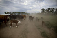 This Oct. 9, 2019 photo shows cattle belonging to farmer Sebastian Campo on the outskirts of Pergamino, Argentina. Export restrictions imposed during Cristina Fernandez’s 2007-2015 populist government triggered a revolt by farmers in 2008 in one of the world’s top suppliers of grains. (AP Photo/Natacha Pisarenko)