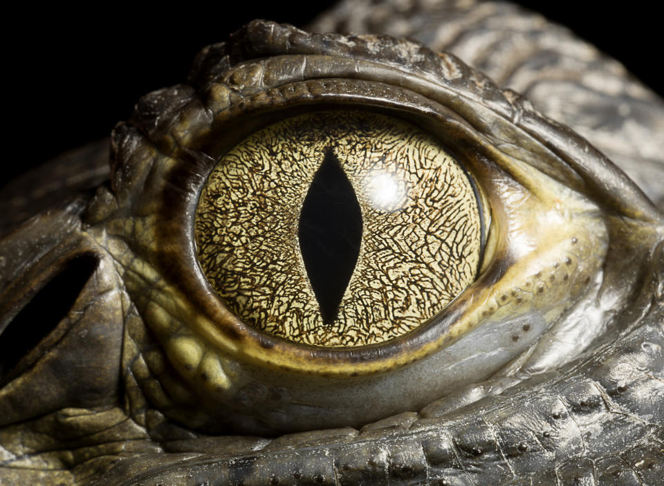 Das "süße" Auge eines Krokodils. (Symbolbild: Getty Images)