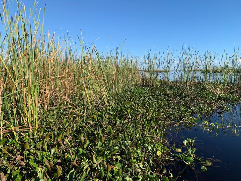This image shows cattails and water hyacinth, one of the most damaging invasive plants in Florida. The USGS says water hyacinth expanded its range after Hurricane Ian.