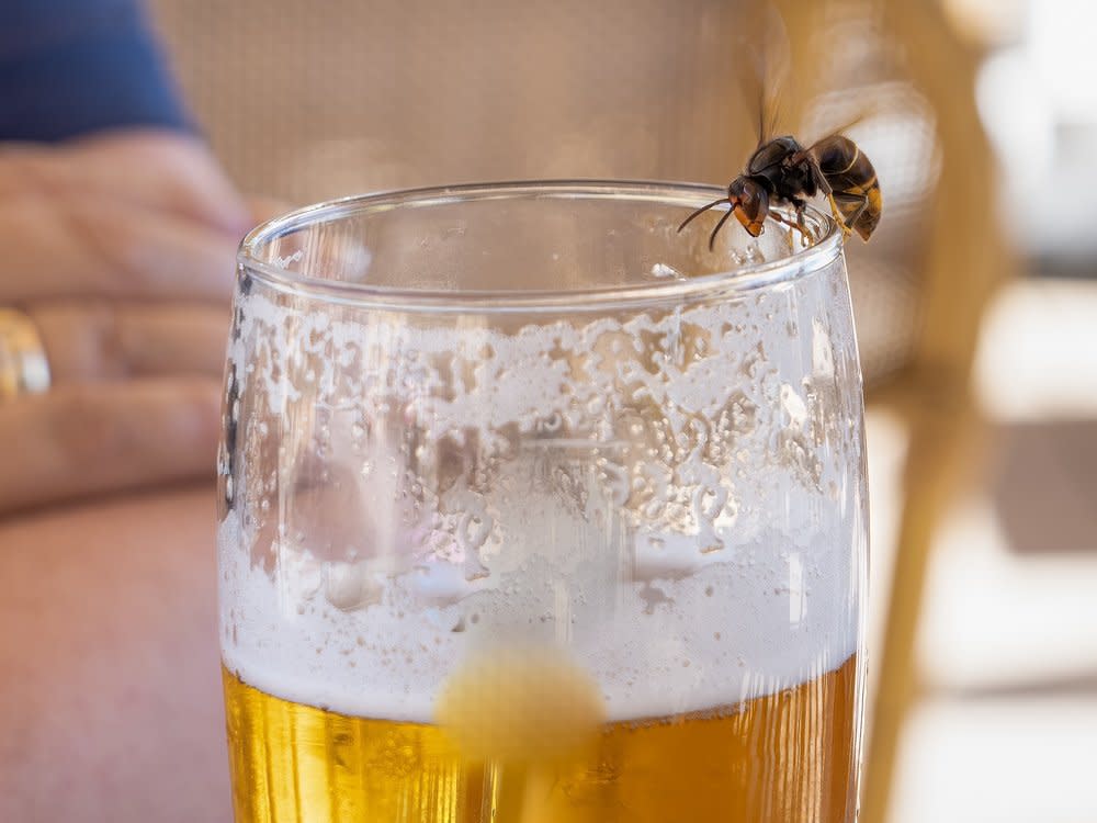 Wespen lieben zuckerhaltige Getränke wie Bier. (Bild: Martin Hibberd/Shutterstock.com)