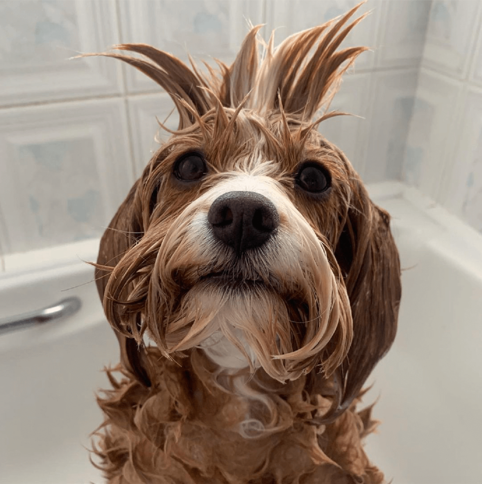 <p>Mable has quite an impressive hair-do! </p>