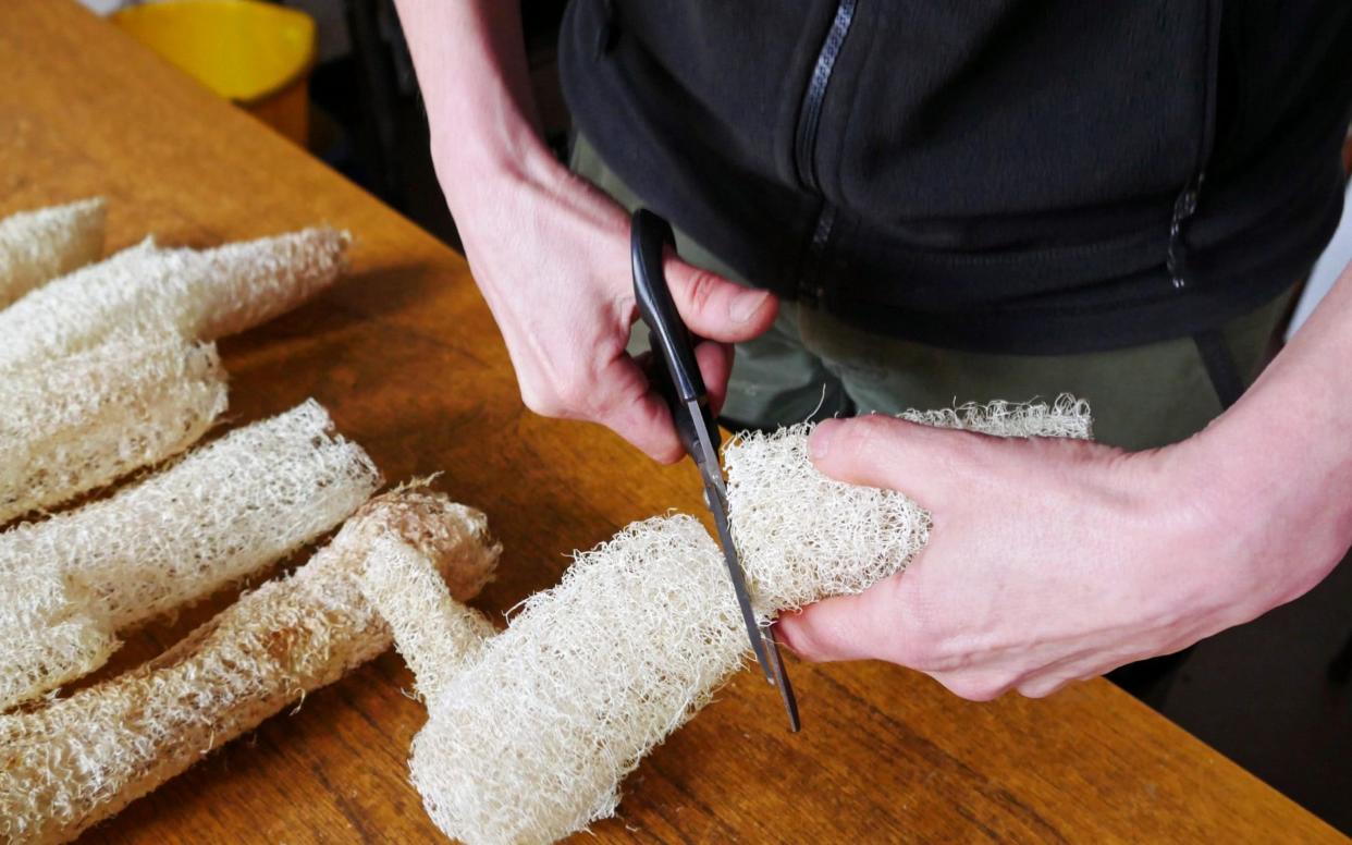 A volunteer cutting the loofahs into sponges. - National Trust