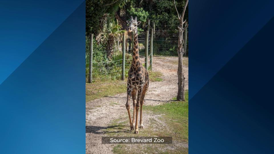 Brevard Zoo’s Rafiki the giraffe is celebrating his 25th birthday on Wednesday.