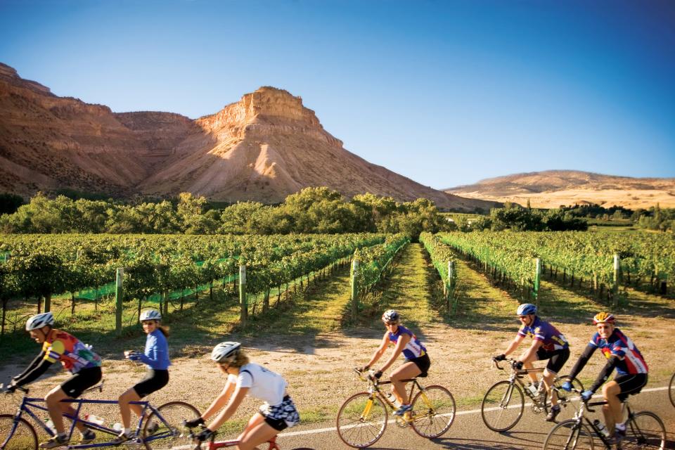 Cyclists pedal past vineyards just outside of Grand Junction.