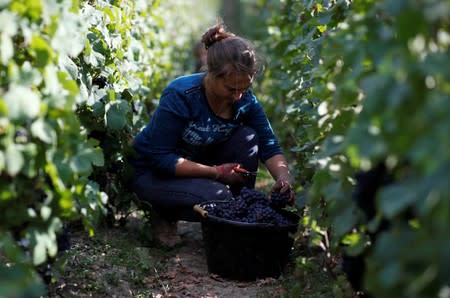 Workers collect grapes in a Taittinger vineyard during the traditional Champagne wine harvest in Pierry