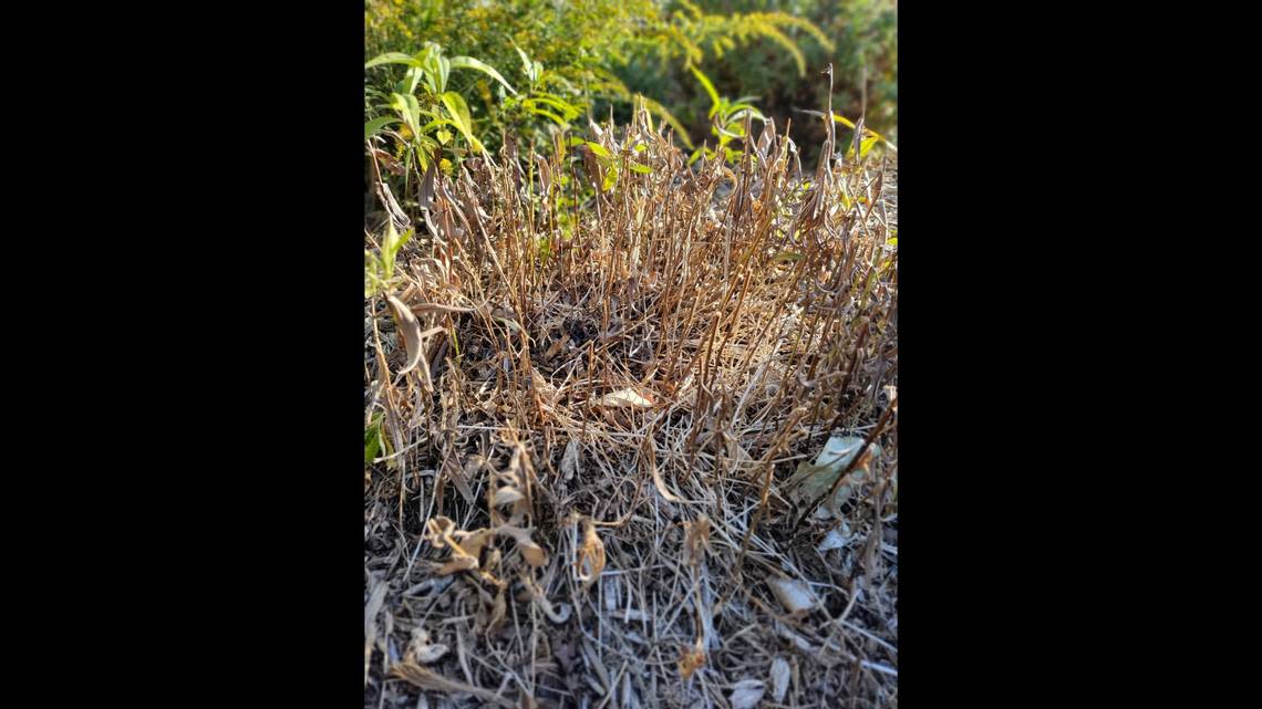 Native insects find plenty to enjoy in an autumn yard that’s not cleared of all sticks and old growth.