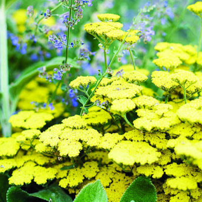 Moonshine yarrow