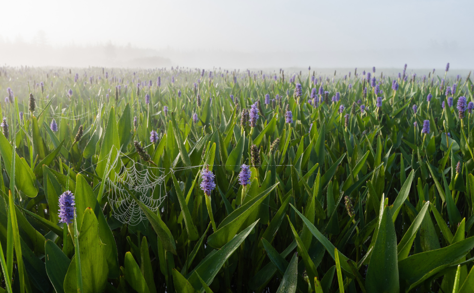 A dew-laden web clings onto a field of pickerel weeds blooming during spring.
