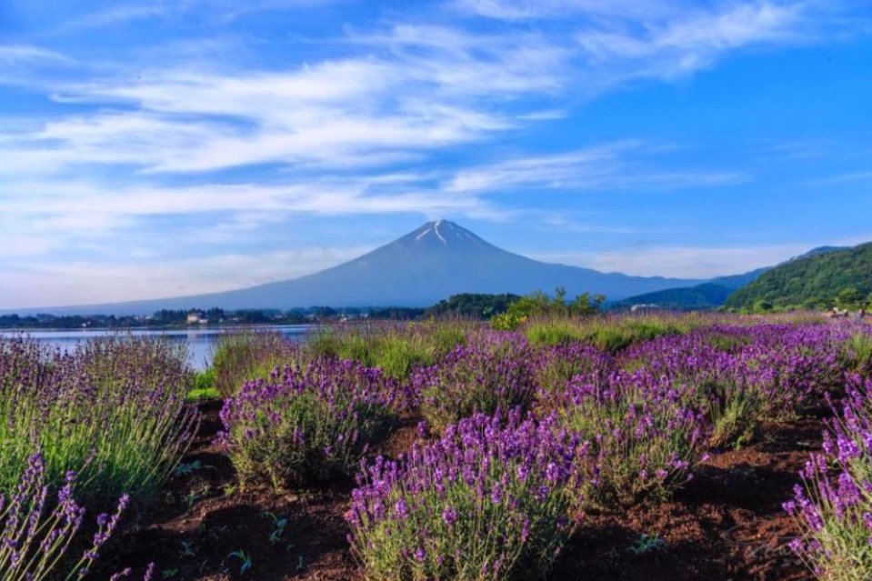 日本旅遊｜2024河口湖薰衣草祭開催！絕美打卡位+7.6一日限定煙花大會 交通方法/東京出發一日遊推介一覽