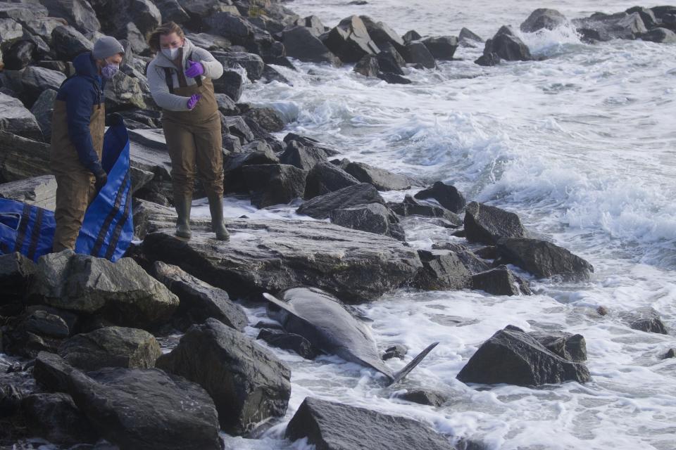 A  600-pound, female bottlenose dolphin was reported along the rocks at Wallis Sands last Wednesday, Jan. 19, before dying during a rescue attempt by the Seacoast Science Center's Marine Mammal Rescue team.