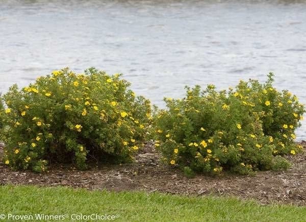 Plants To Use As Lawn And Garden Borders: Happy Face Cinquefoil