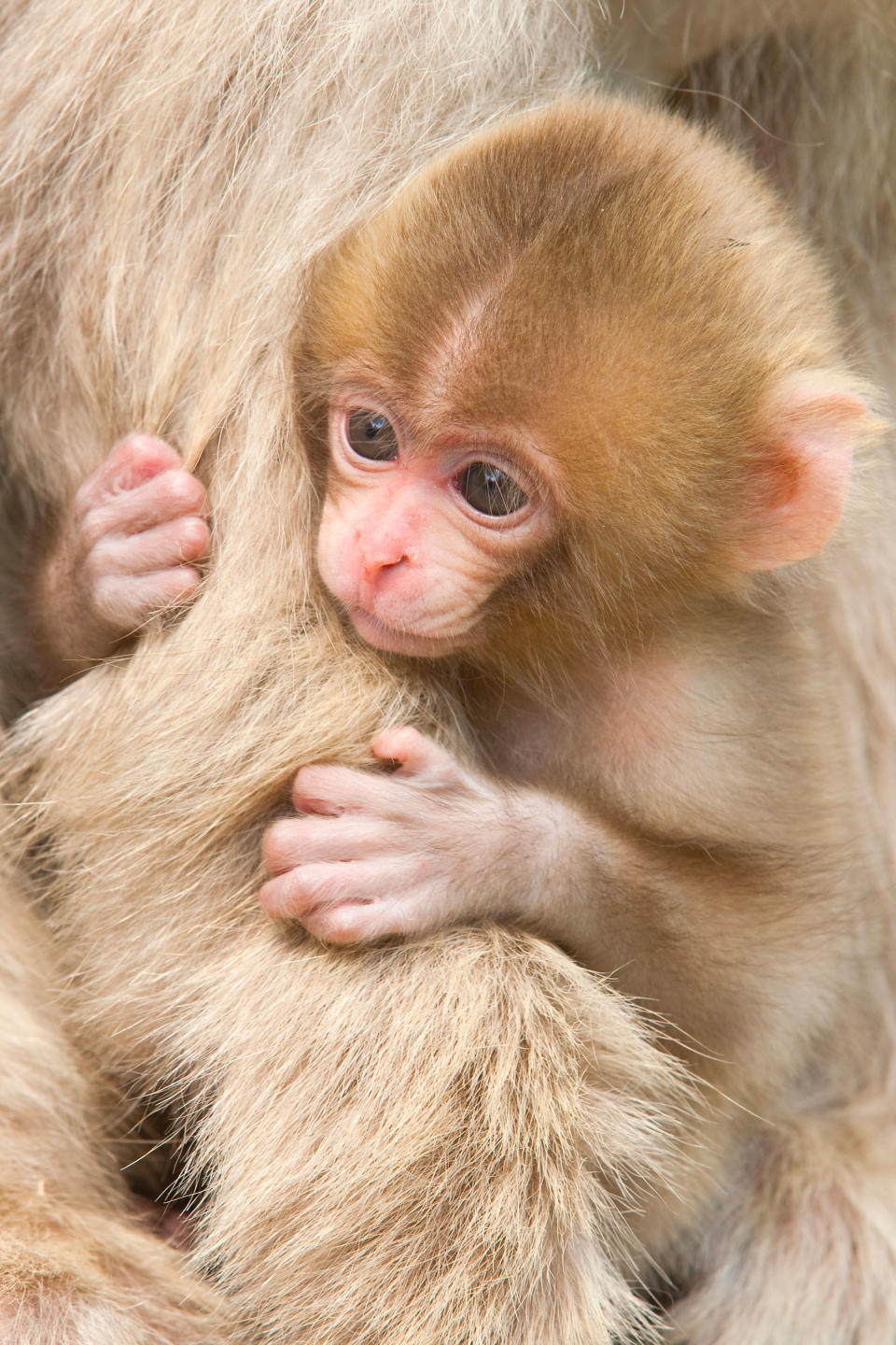 Tiny Japanese macaque