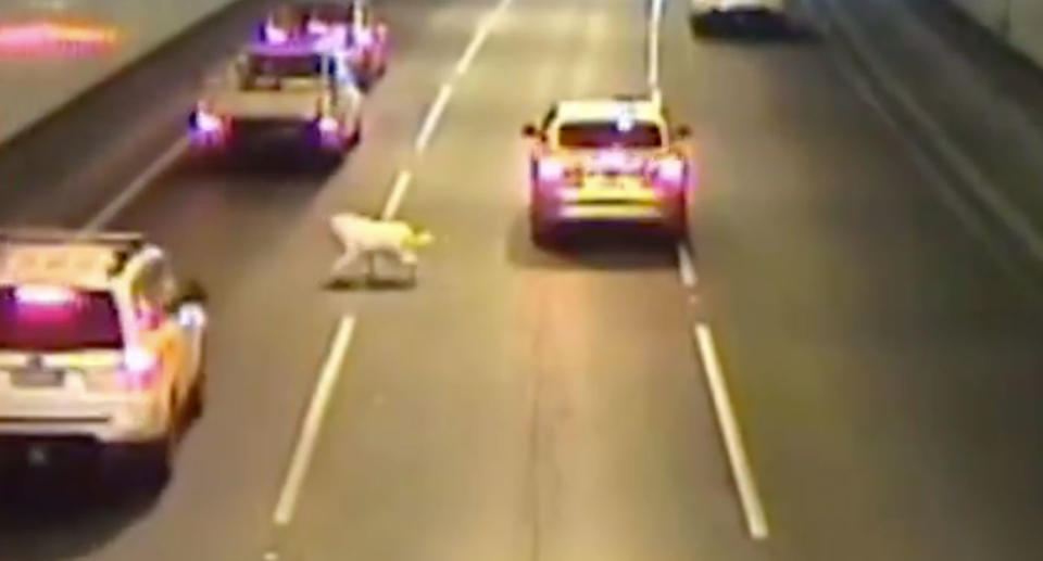 The pooch walks between lanes as cars slow down. The dog is said to now be OK. Source: 7 News