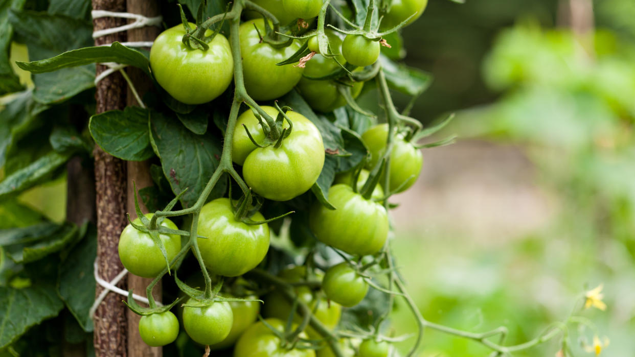  Green tomatoes on vine. 