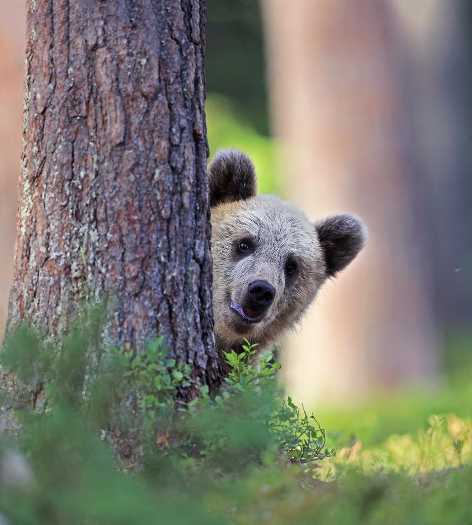 A bear peeks from behind a tree