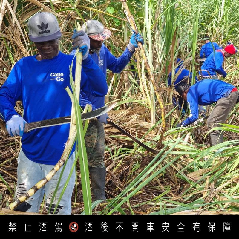 種植不同風土特色的新鮮甘蔗，打造出風味最濃郁的革命家蘭姆酒。（大隆嘉禾提供）