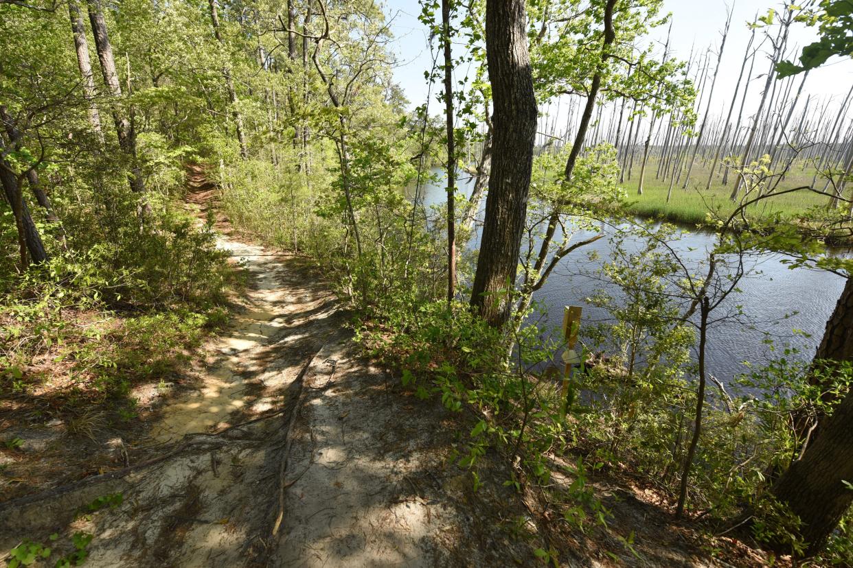 Dogwood Trail is an Intermediate hiking trail that is 1.71miles long at Brunswick Nature Park off River Rd in Winnabow.