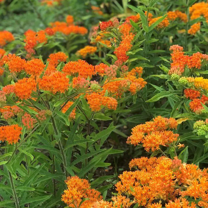 <p><a href="https://gardenforwildlife.com/products/orange-butterfly-milkweed-plant-sets-i" rel="nofollow noopener" target="_blank" data-ylk="slk:Shop Now;elm:context_link;itc:0;sec:content-canvas" class="link ">Shop Now</a></p><p>Orange Butterfly Milkweed</p><p>gardenforwildlife.com</p><p>$38.00</p><span class="copyright">Garden for Wildlife</span>