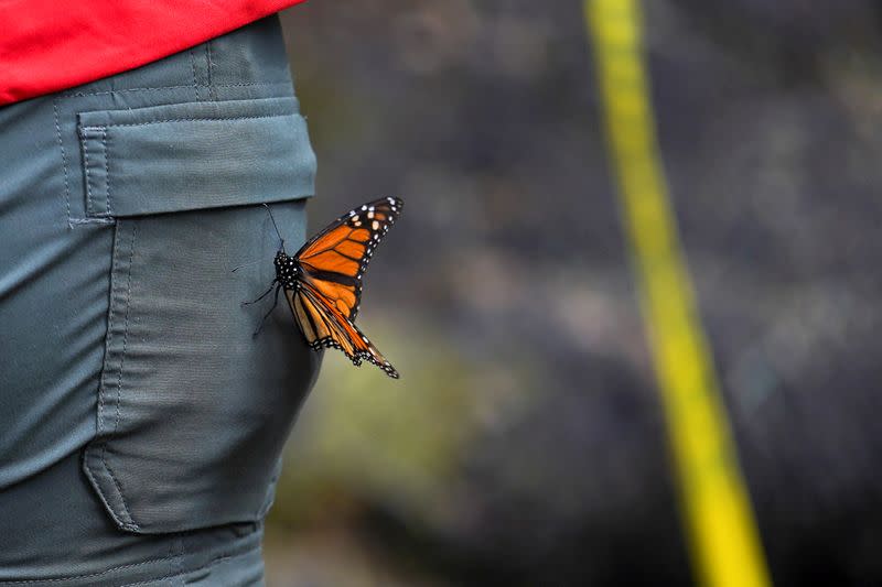 Una mariposa monarca se sienta en los pantalones de un turista en el santuario de El Rosario, en el estado de Michoacán, México