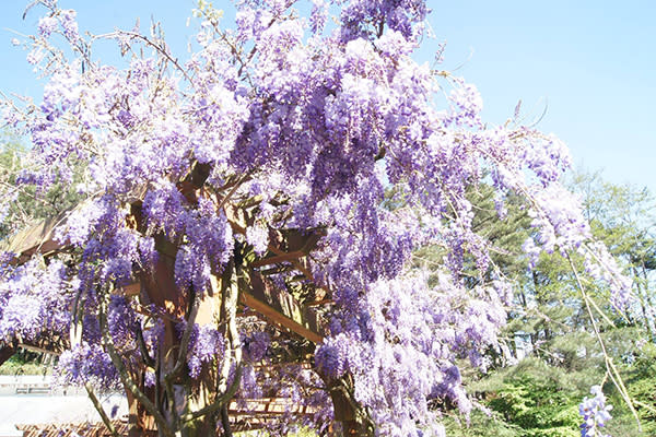 福壽山農場紫藤花百花齊放，非常美麗與動人 (圖片來源／福壽山)