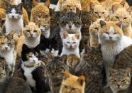 Cats crowd the harbor on Aoshima Island in the Ehime prefecture in southern Japan February 25, 2015. An army of cats rules the remote island in southern Japan, curling up in abandoned houses or strutting about in a fishing village that is overrun with felines outnumbering humans six to one. (REUTERS/Thomas Peter)