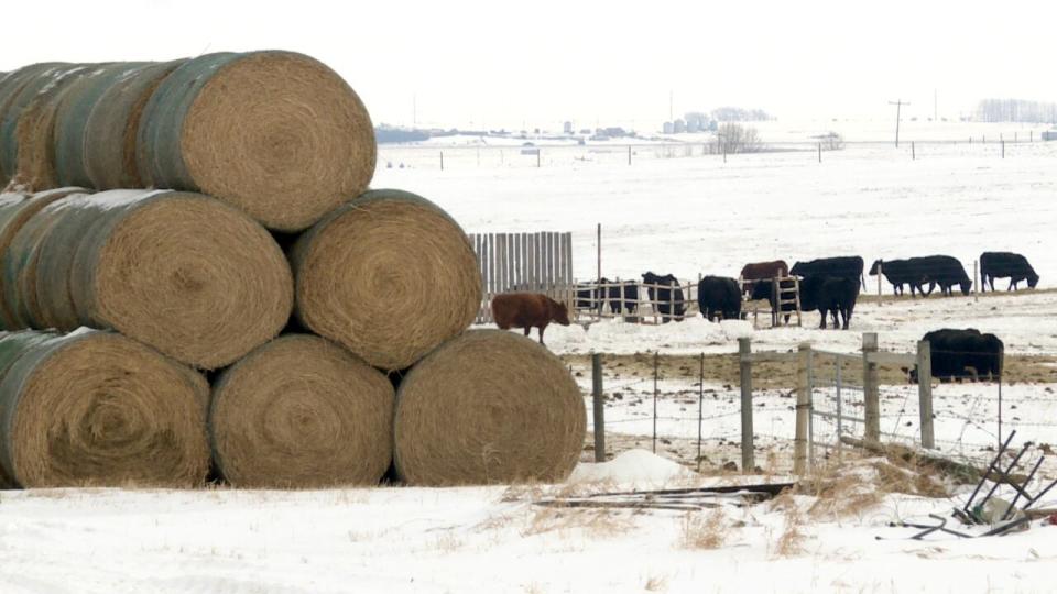 Hay has doubled in price since lance year, says Leigh Anderson, a senior economist with Farm Credit Canada. 
