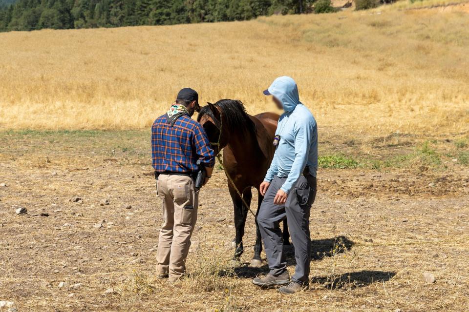 While dogs are the most-often abandoned animal at illegal cannabis grow sites, this horse was left behind at an illegal marijuana grow in rural Jackson County, Southern Oregon.