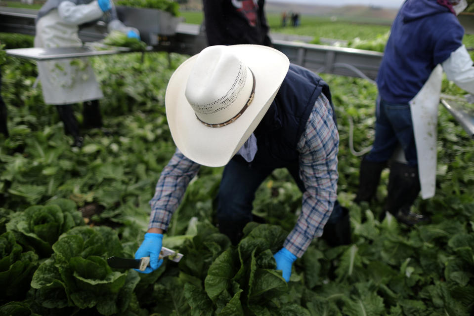 Foreman Roberto Navarrete, 30, supervises migrant farmworkers with H-2A visas as they harvest romaine lettuce in King City, California, U.S., April 17, 2017. REUTERS/Lucy Nicholson SEARCH "H-2A NICHOLSON" FOR THIS STORY. SEARCH "WIDER IMAGE" FOR ALL STORIES.